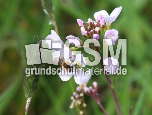 Wiesenschaumkraut-L 042.jpg